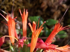 Monardella macrantha