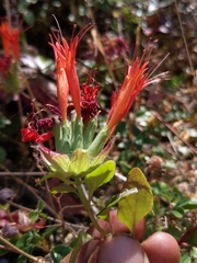 Monardella macrantha