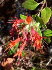 Monardella macrantha