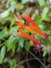 Monardella macrantha