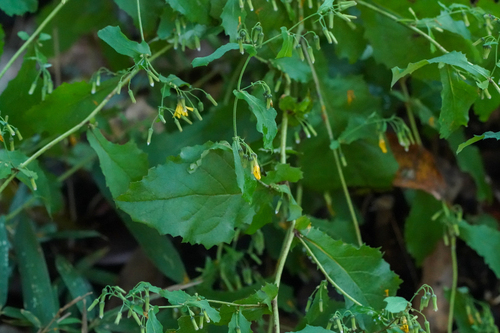 Image of Crepidiastrum denticulatum by (c) WATANABE Hitoshi 渡辺仁, some rights reserved (CC BY)