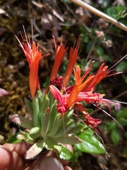 Monardella macrantha