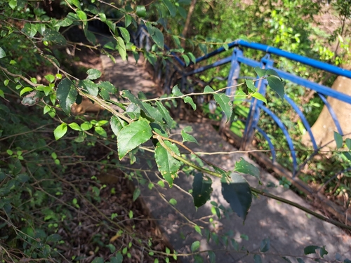 Image of Ilex asprella by (c) vrxz, some rights reserved (CC BY-SA)