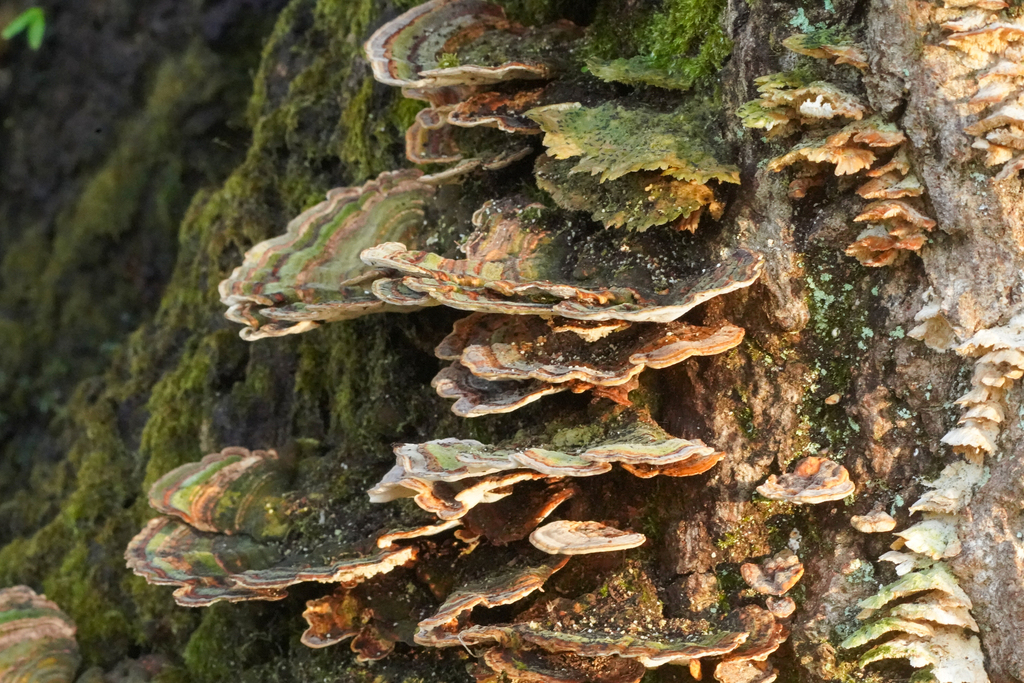 Microporus affinis · November 2024 · photo: © tbc_watanabe (iNaturalist, cc-by)