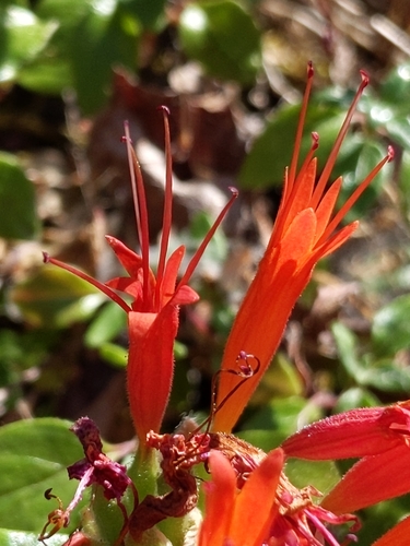 Image of Monardella macrantha by no rights reserved