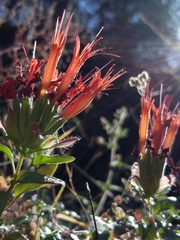 Monardella macrantha