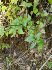Monardella macrantha