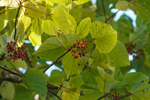 Image of Idesia polycarpa by (c) WATANABE Hitoshi 渡辺仁, some rights reserved (CC BY)