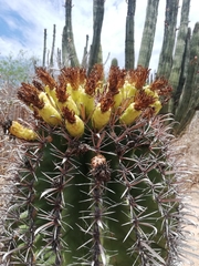 Ferocactus herrerae