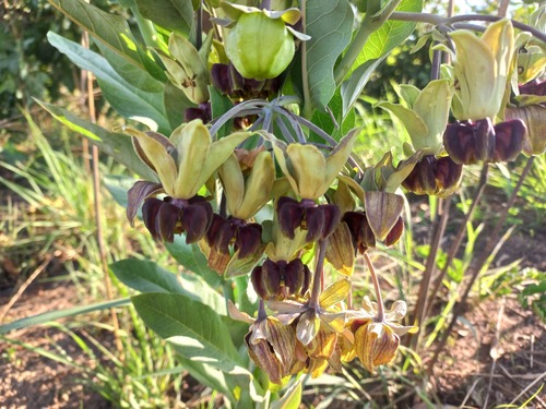 Gomphocarpus praticola