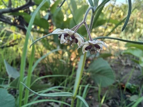 Asclepias palustris