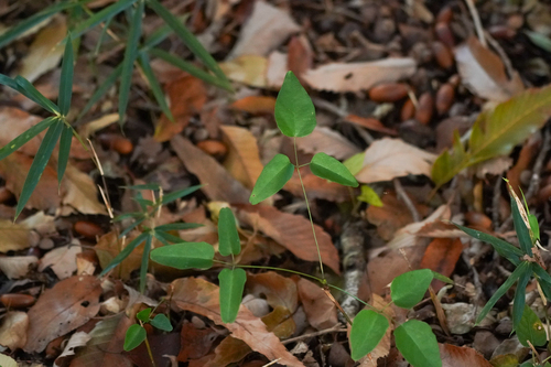 Image of Three-Leaf Akebia (Akebia trifoliata) by (c) WATANABE Hitoshi 渡辺仁, some rights reserved (CC BY)