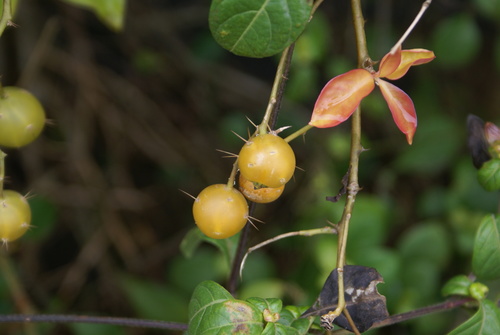 Barbados gooseberry