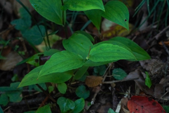 Large-footed Toad Lily (Tricyrtis macropoda)
