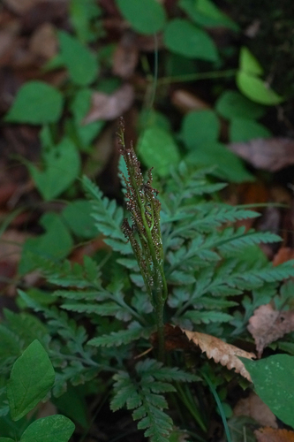 Image of Sceptridium japonicum by (c) WATANABE Hitoshi 渡辺仁, some rights reserved (CC BY)