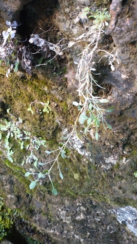 Petrocoptis glaucifolia, photograph 5
