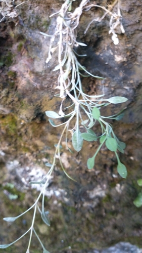 Petrocoptis glaucifolia, photograph 6