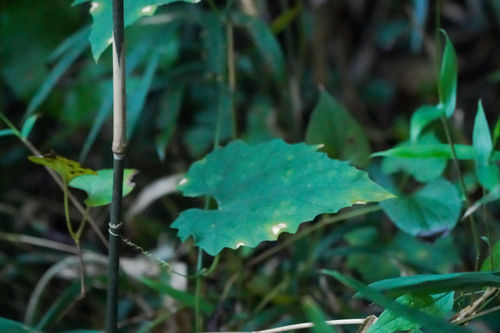 Image of Trichosanthes cucumeroides by (c) WATANABE Hitoshi 渡辺仁, some rights reserved (CC BY)