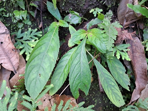 Image of Rhynchotechum discolor by (c) vrxz, some rights reserved (CC BY-SA)