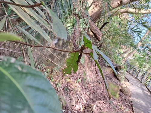 Image of Ficus benguetensis by (c) vrxz, some rights reserved (CC BY-SA)