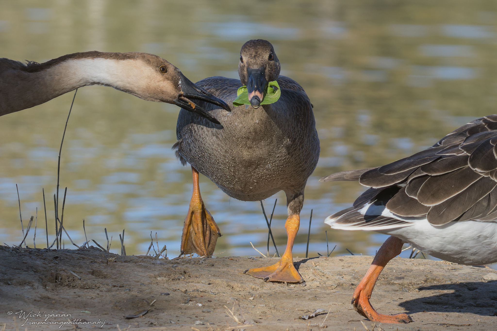 Tundra Bean Goose