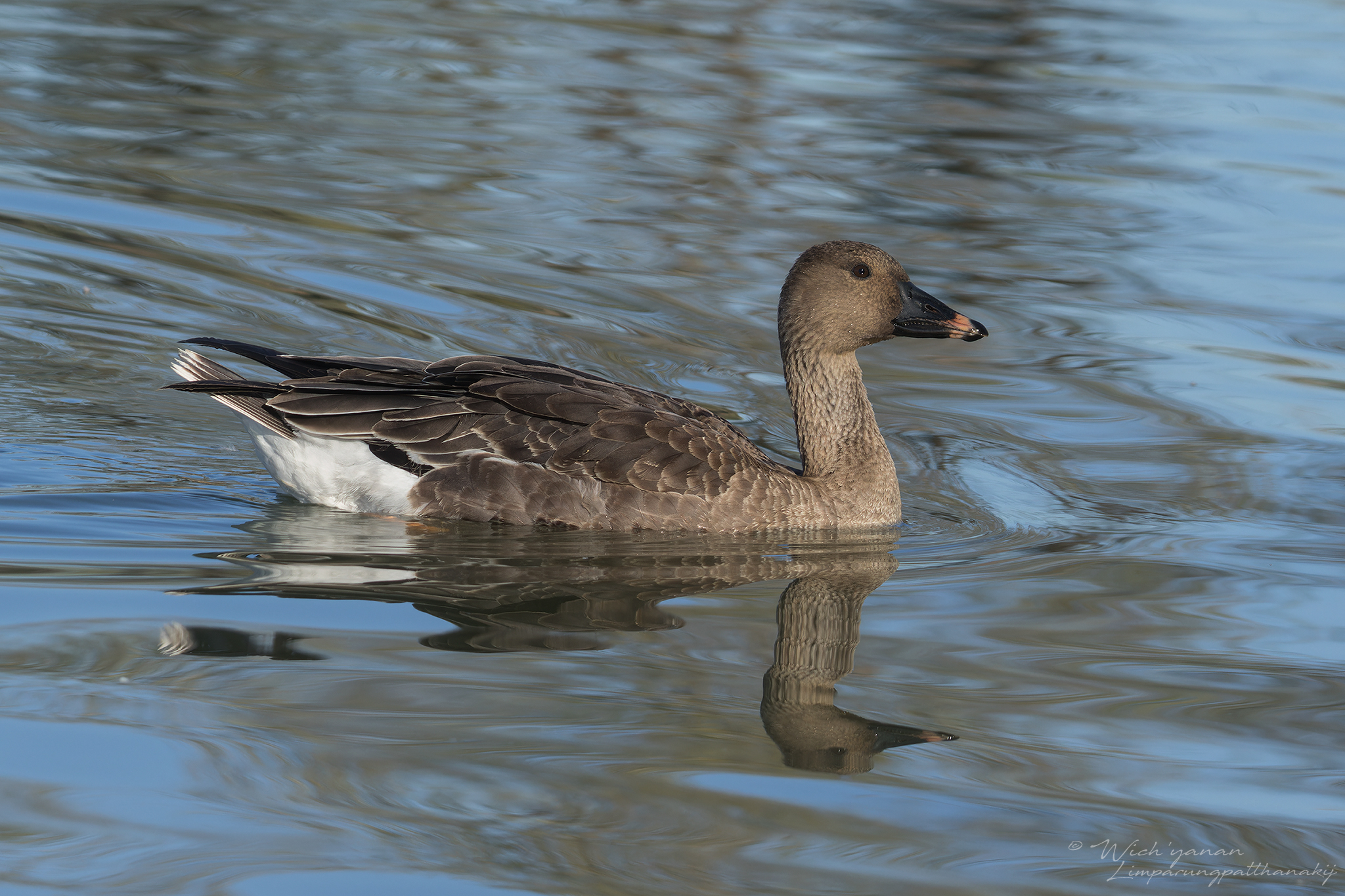 Tundra Bean Goose