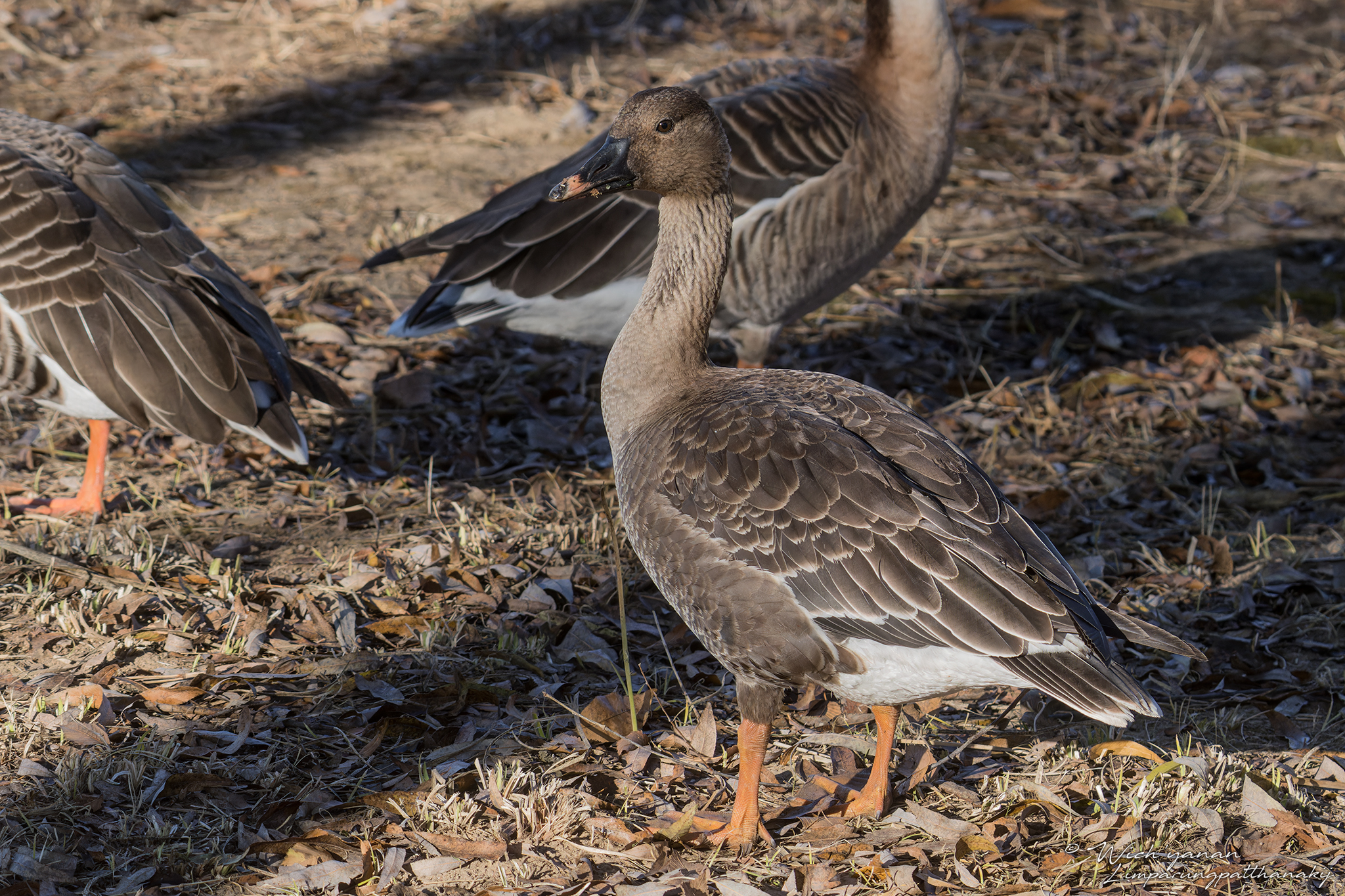 Tundra Bean Goose
