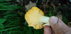 Cantharellus pallens