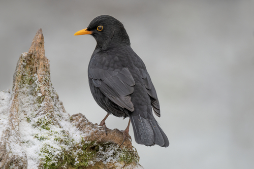 Eurasian Blackbird (Animals of Parque de María Luisa) · iNaturalist