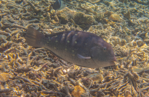 Bumphead Parrotfish