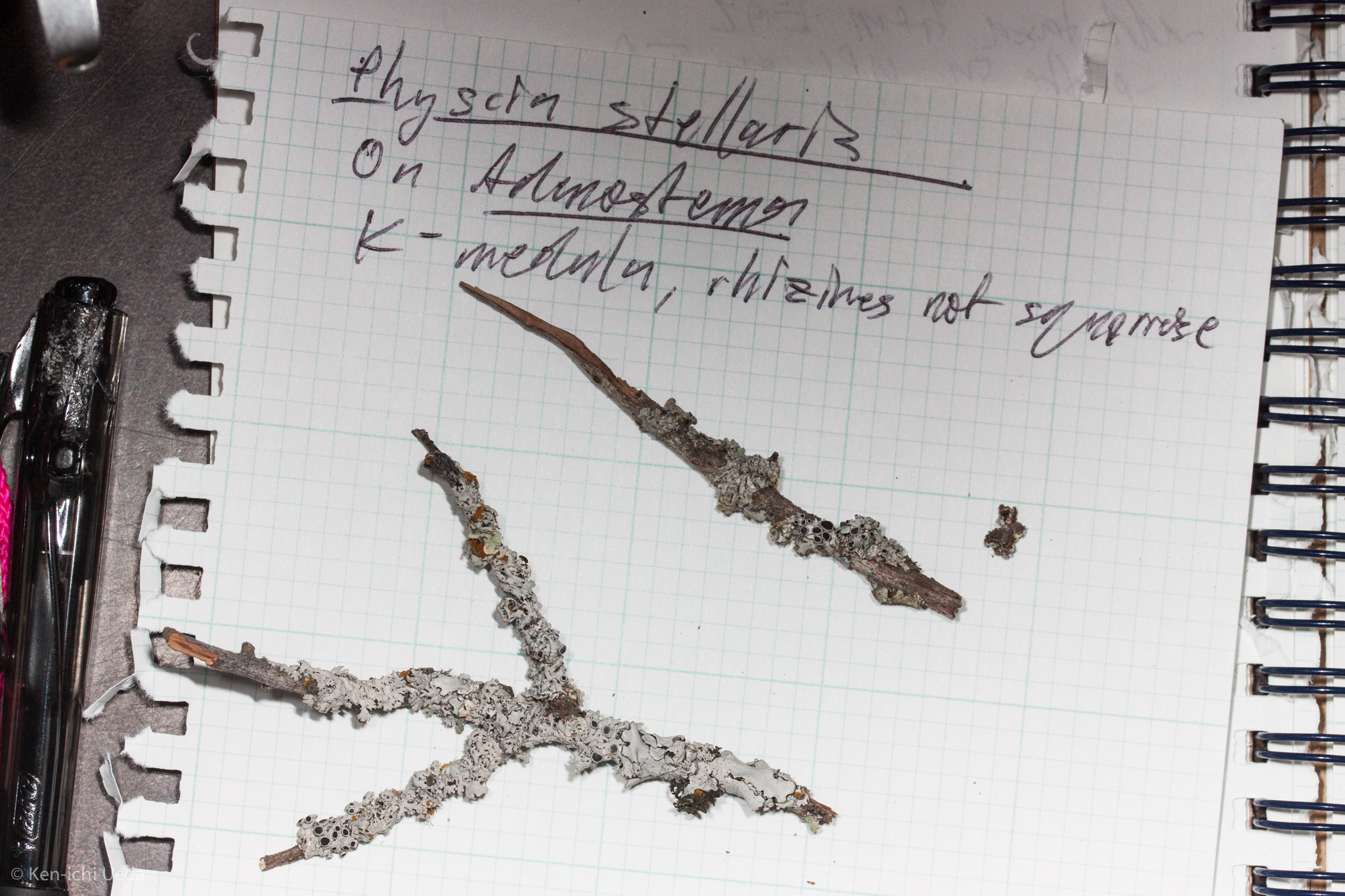 Physcia stellaris image