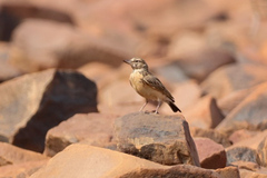 Sclater's Lark photo 3