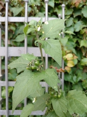 Solanum nigrum