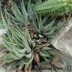 Haworthiopsis fasciata