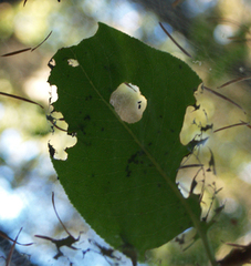 Malacosoma californica