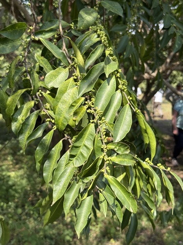 Anthostema senegalense (Anthostema senegalense)