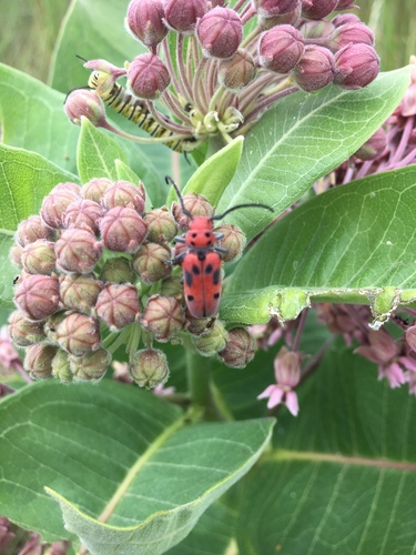 Red milkweed beetle