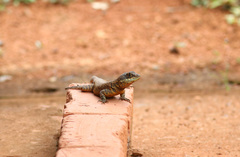 Tropidurus oreadicus