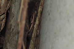 Marisora lineola