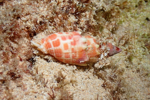 Mitra stictica observed 2024-11-26