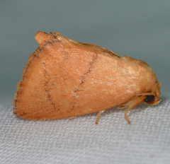 Apoda y-inversa