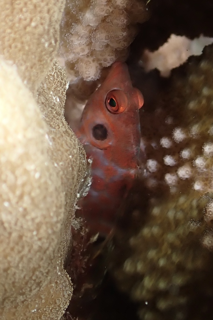 Twinspot Hawkfish