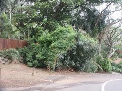 Cardiospermum grandiflorum