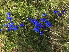 Gentiana bavarica