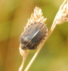 Eurygaster austriaca