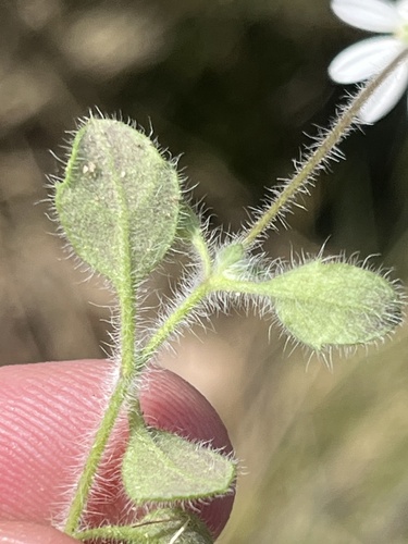 Image of Felicia cymbalariae by (c) Dave U, some rights reserved (CC BY-SA)