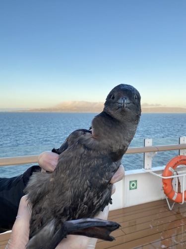 Sooty Shearwater (Ardenna grisea)