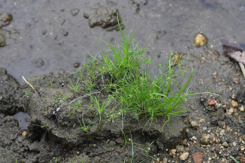 Fimbristylis squarrosa iNat (3)