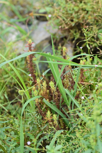 Rumex amurensis iNat (2)