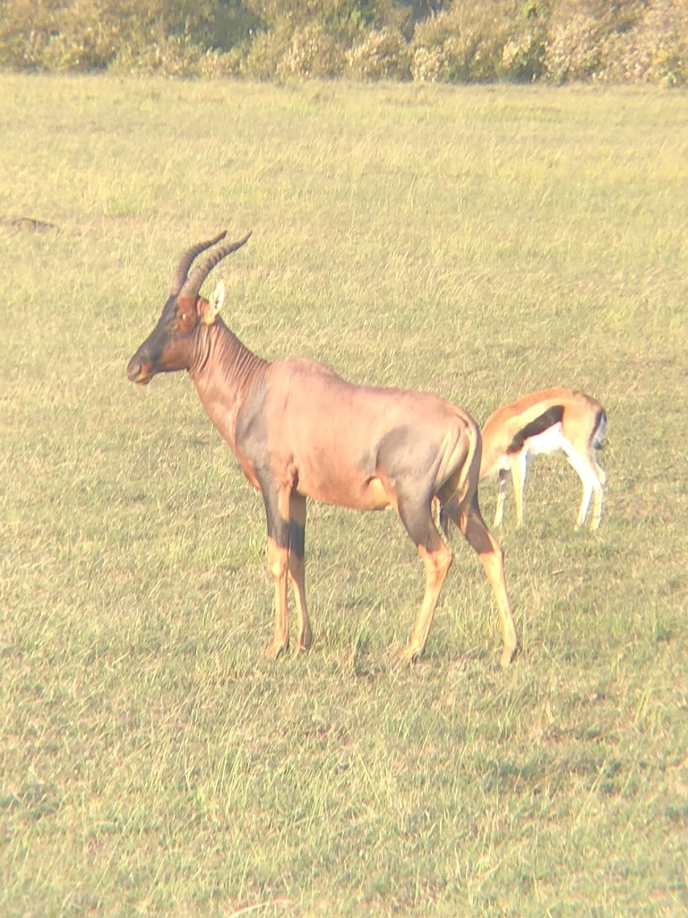 Damaliscus lunatus jimela, Narok, Narok, Rift Valley, KE, by antrozousamelia